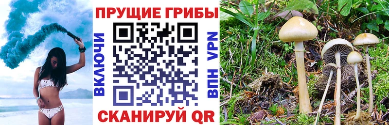 blacksprut вход  Киров  Галлюциногенные грибы Magic Shrooms 